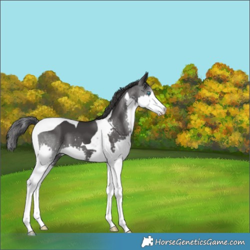 Horse Color:Black Splash Tobiano 