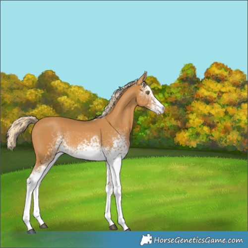 Horse Color:White Spotted Palomino Rabicano