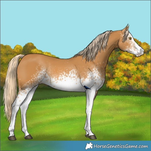 Horse Color:White Spotted Palomino Rabicano 