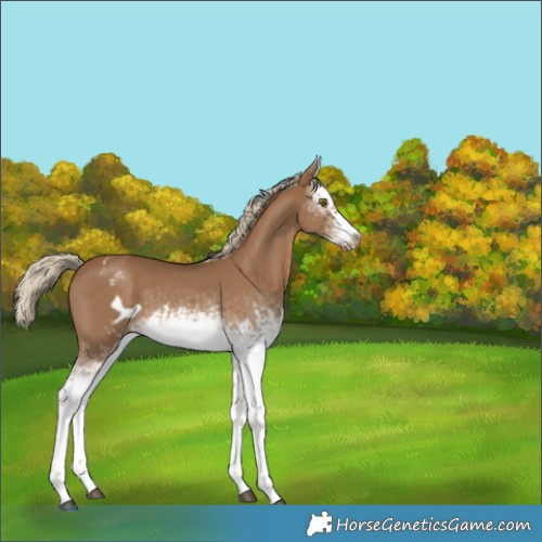 Horse Color:White Spotted Chocolate Palomino Sabino Frame Appaloosa