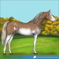 Horse Color:White Spotted Chocolate Palomino Sabino Frame Varnish