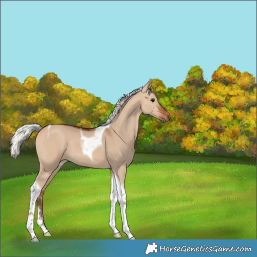 Horse Color:Silver Bay Dun Sabino Tobiano