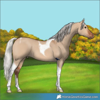 Horse Color:Silver Bay Dun Sabino Tobiano