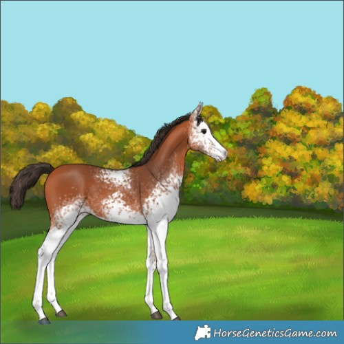 Horse Color:White Spotted Bay 