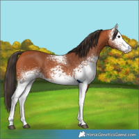 Horse Color:White Spotted Bay