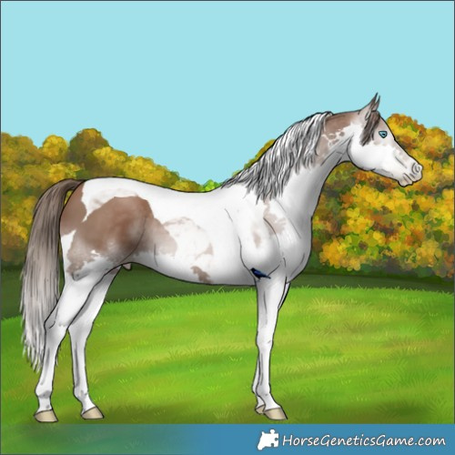 Horse Color:Gray Black Pearl Splash Tobiano