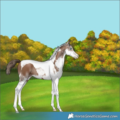 Horse Color:Gray Black Pearl Splash Tobiano 