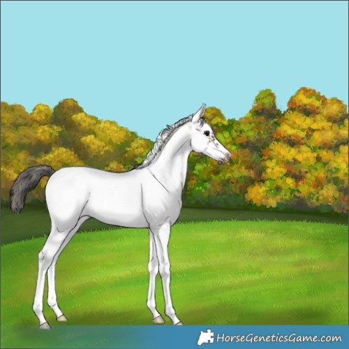 Horse Color:White Spotted Bay Splash Frame