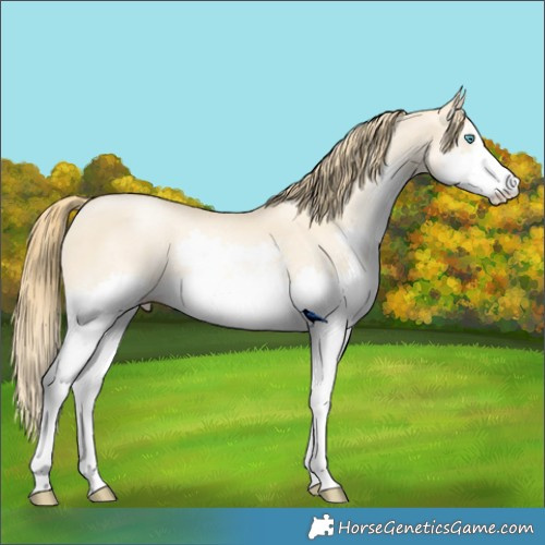 Horse Color:Classic Champagne Snowdrop Pearl Dun Sabino Splash