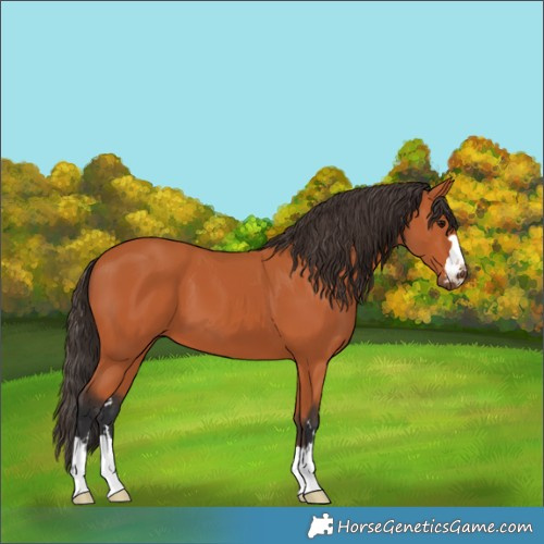 Horse Color:Bay 