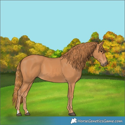Horse Color:Chestnut 