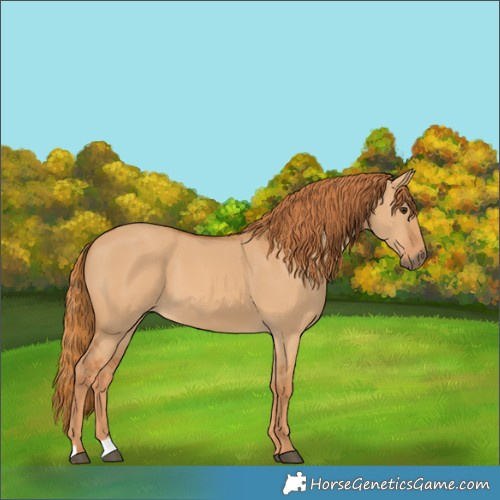 Horse Color:Red Dun 