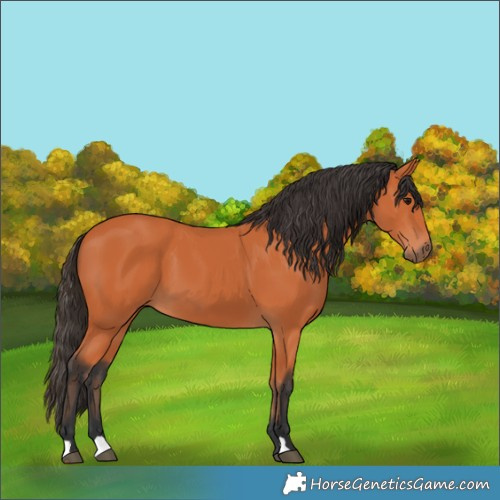 Horse Color:Bay 