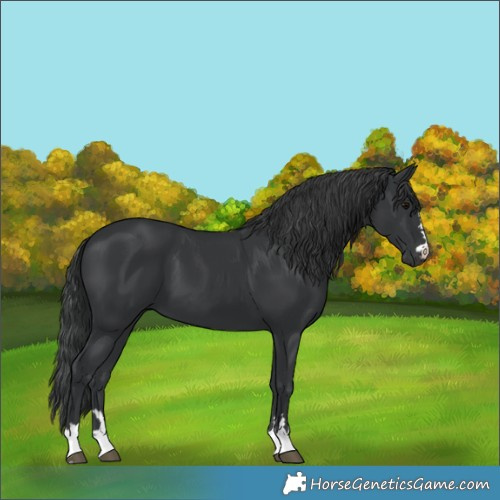 Horse Color:Black 