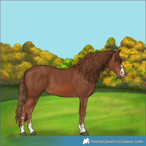 Horse Color:Chestnut 