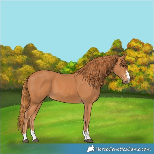 Horse Color:Chestnut 