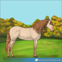 Horse Color:Red Dun Frame Rabicano 