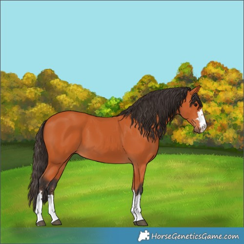 Horse Color:Bay 