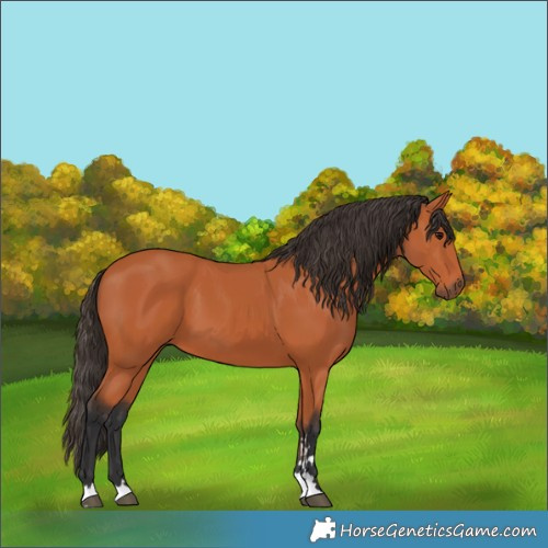 Horse Color:Bay 