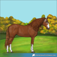 Horse Color:Gray Chestnut 