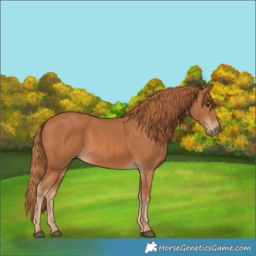 Horse Color:Chestnut 
