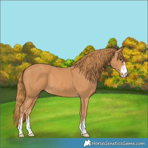 Horse Color:Chestnut 