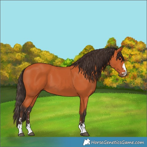 Horse Color:Bay 