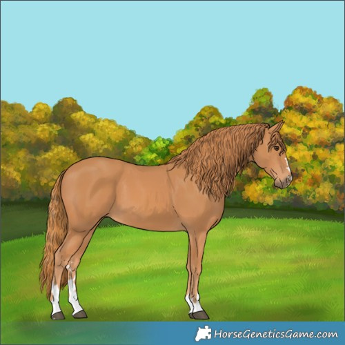 Horse Color:Chestnut 