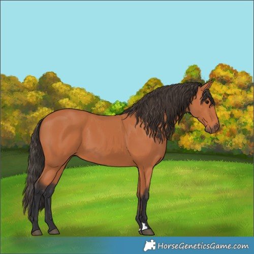 Horse Color:Bay 