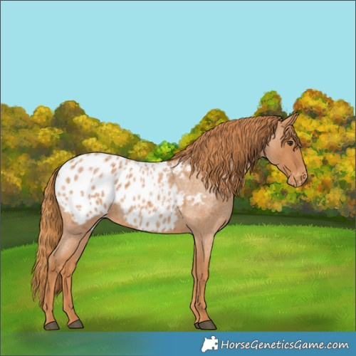 Horse Color:Red Roan Appaloosa 