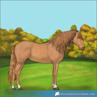 Horse Color:Chestnut 