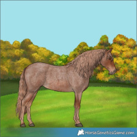 Horse Color:Red Roan 