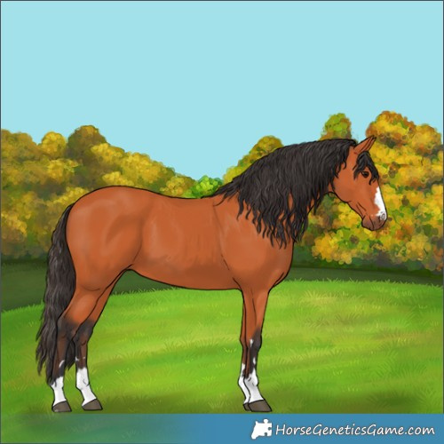 Horse Color:Bay 