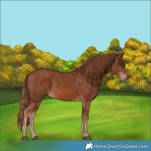 Horse Color:Chestnut 