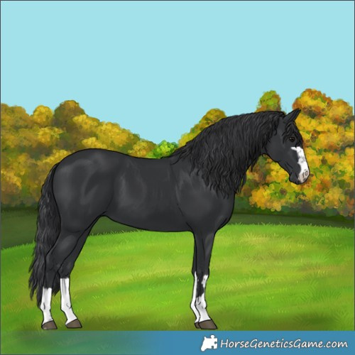 Horse Color:Black 