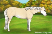 Horse Color:Silver Amber Cream Champagne Sabino 