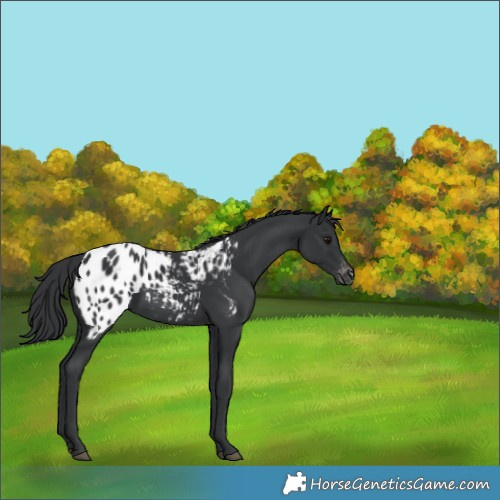 Horse Color:Black Appaloosa 