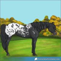 Horse Color:Black Blanket