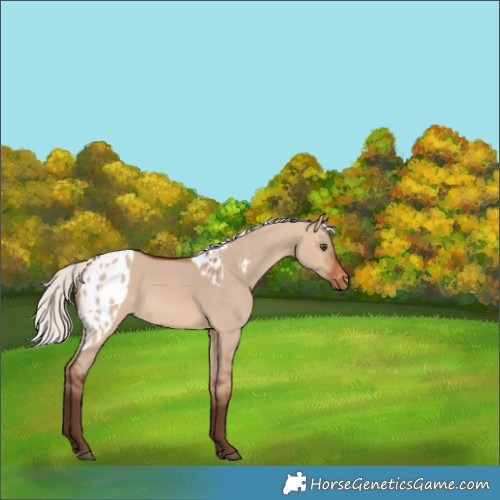 Horse Color:Silver Bay Dun Skewed Appaloosa