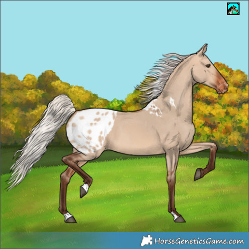 Horse Color:Silver Bay Dun Skewed Appaloosa 
