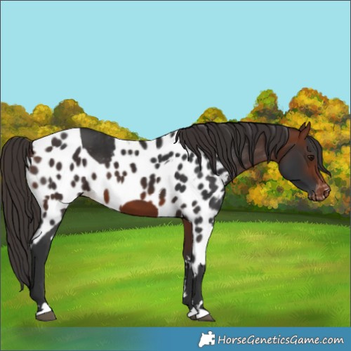 Horse Color:Bay Skewed Appaloosa 