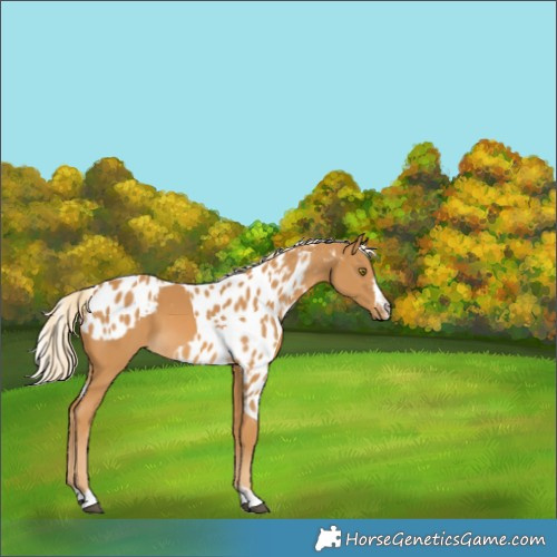 Horse Color:Palomino Skewed Appaloosa 