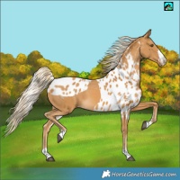 Horse Color:Palomino Skewed LP Spotted