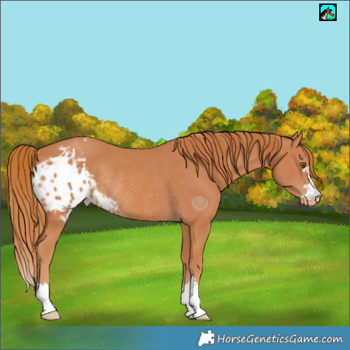 Horse Color:Chestnut Skewed Appaloosa Rabicano 