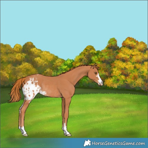 Horse Color:Chestnut Skewed Appaloosa Rabicano