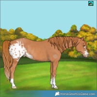 Horse Color:Chestnut Skewed LP Spotted Rabicano 