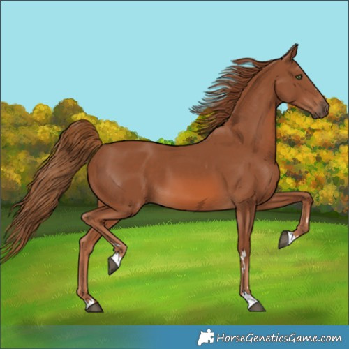 Horse Color:Chestnut 
