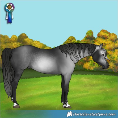 Horse Color:Gray Black 
