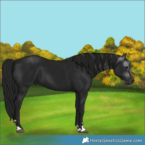 Horse Color:Gray Black