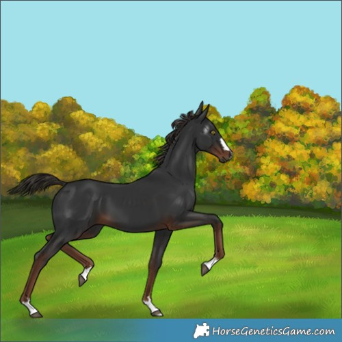 Horse Color:Gray Liver Chestnut